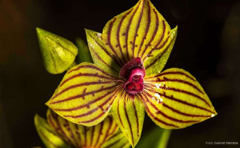 orquidea blog