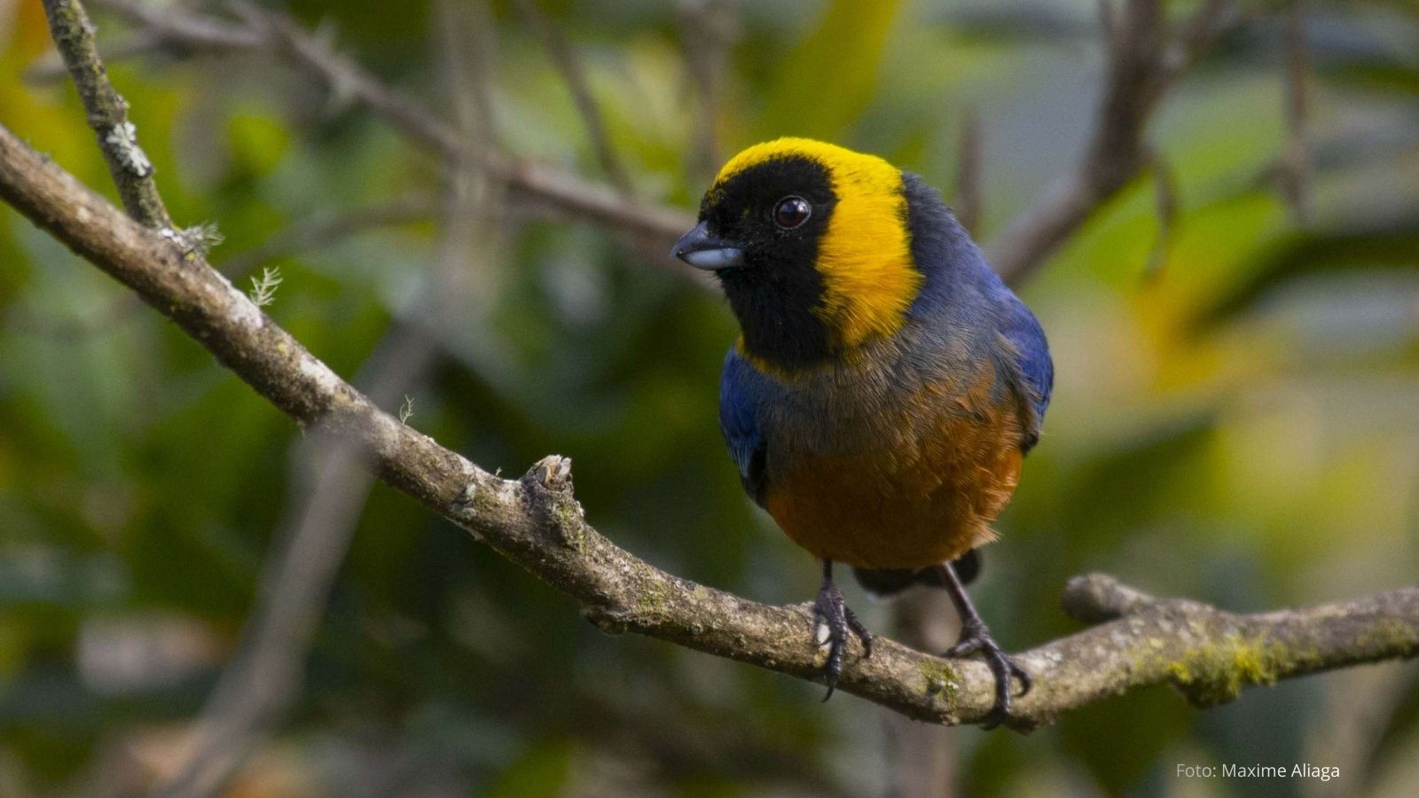 2 dias observacion aves