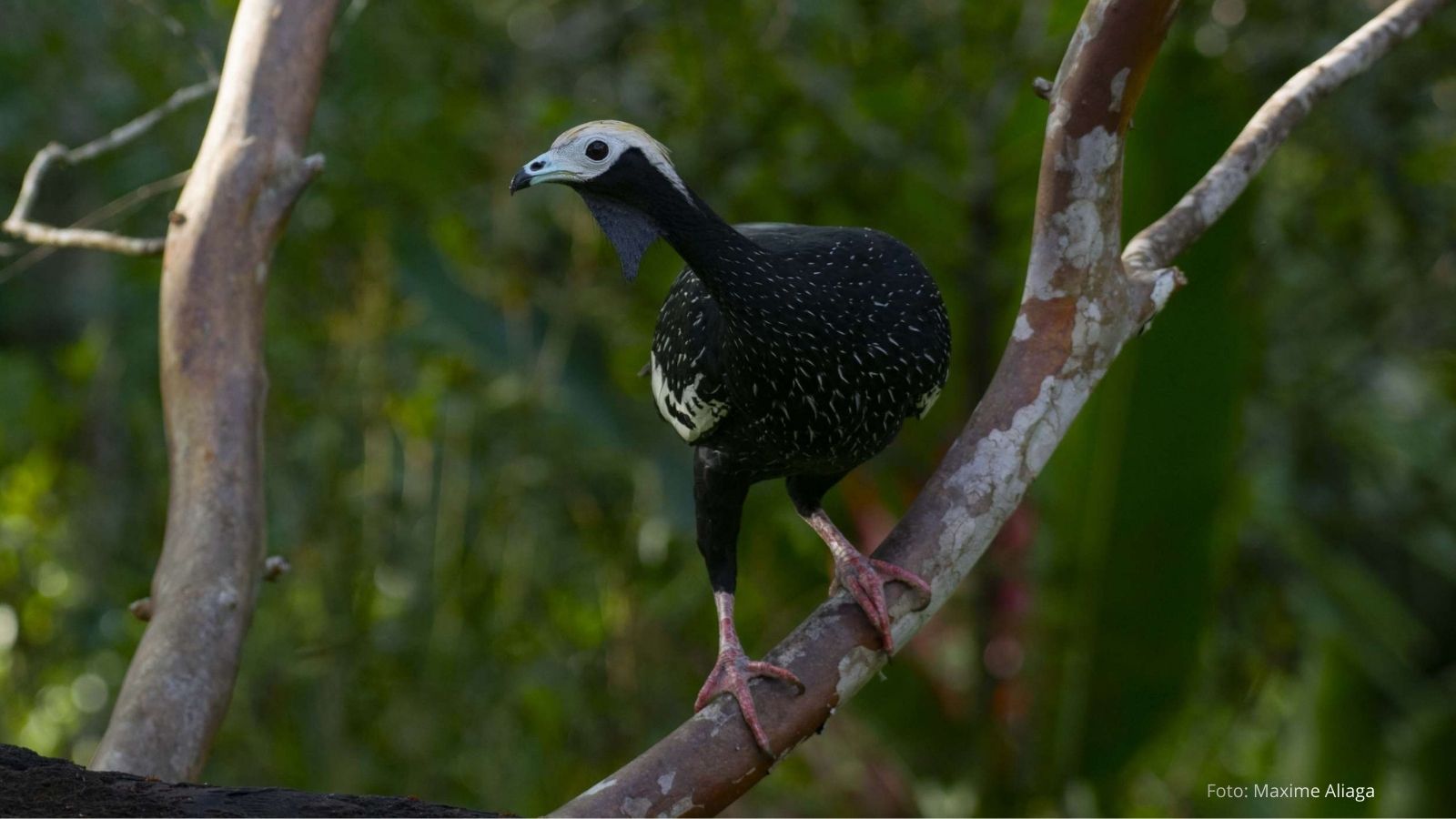 7 dias observacion aves