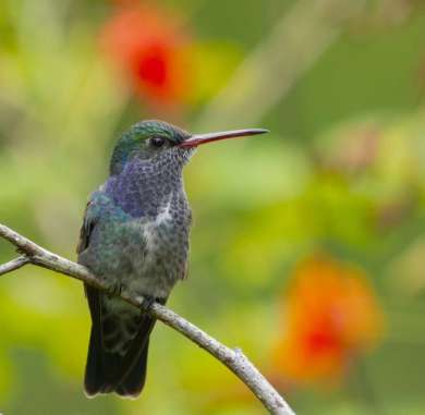 4 dias bosques nubosos observacion aves